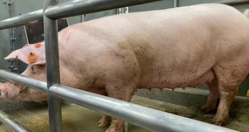 Файл:Screenshot 750.png